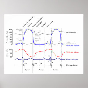Wiggers Diagram cardiale cyclus gebeurtenissen lin Poster