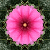 Wigglin'..... Notitieboek