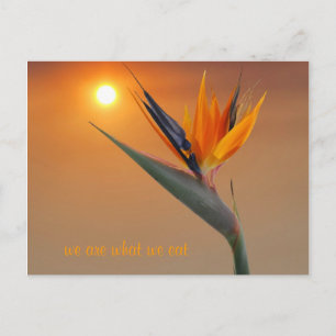 wij zijn wat wij eten briefkaart