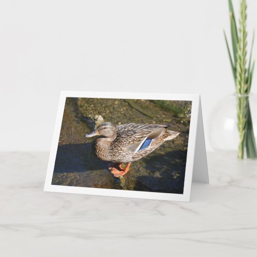 Wijfelijke Wilde Eend Kaart (Voorkant)