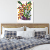  wijn en geel orchidee Odontoglossum Cuspida Canvas Afdruk (Insitu (Slaapkamer))
