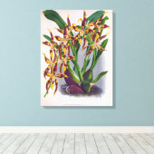  wijn en geel orchidee Odontoglossum Cuspida Canvas Afdruk (Insitu (Houten vloer))