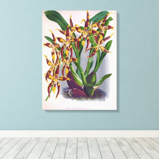 wijn en geel orchidee Odontoglossum Cuspida Canvas Afdruk (Insitu (Houten vloer))