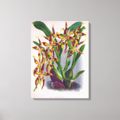 wijn en geel orchidee Odontoglossum Cuspida Canvas Afdruk (Voorkant)