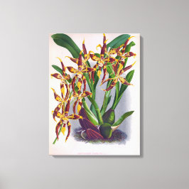  wijn en geel orchidee Odontoglossum Cuspida Canvas Afdruk