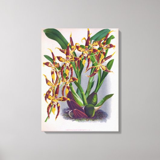  wijn en geel orchidee Odontoglossum Cuspida Canvas Afdruk (Voorkant)