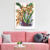  wijn en geel orchidee Odontoglossum Cuspida Canvas Afdruk (Insitu (Woonkamer))