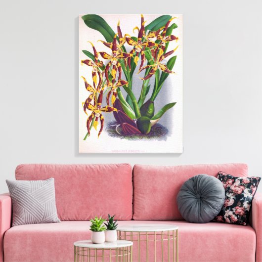  wijn en geel orchidee Odontoglossum Cuspida Canvas Afdruk (Insitu (Woonkamer))