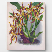  wijn en geel orchidee Odontoglossum Cuspida Fotoplaat (Voorkant)