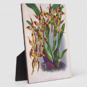  wijn en geel orchidee Odontoglossum Cuspida Fotoplaat (Zijkant)