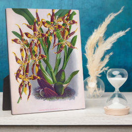  wijn en geel orchidee Odontoglossum Cuspida Fotoplaat