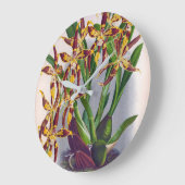  wijn en geel orchidee Odontoglossum Cuspida Grote Klok (Hoek)