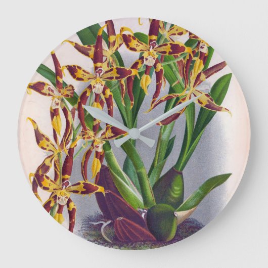  wijn en geel orchidee Odontoglossum Cuspida Grote Klok (Voorkant)