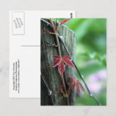 Wijn op advertentie briefkaart (Voorkant / Achterkant)