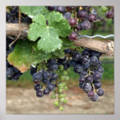 Wijn op de wijn poster (Voorkant)