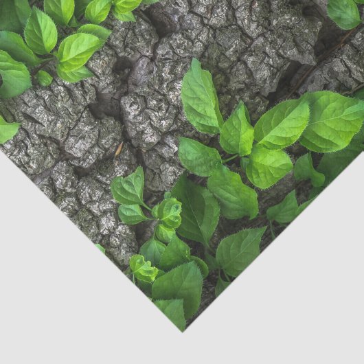 Wijnbedekte boom tissuepapier (Detail)