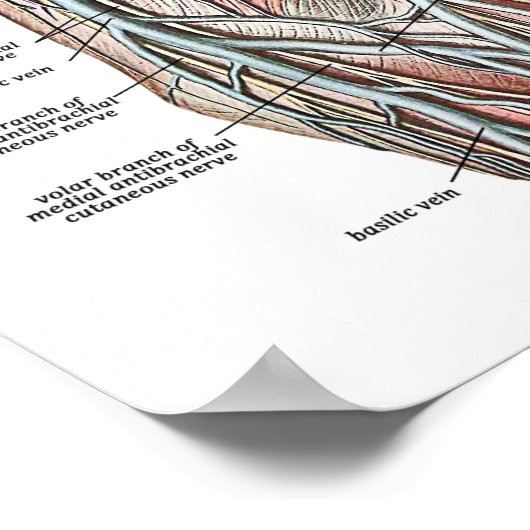 Wijnbeentjes Poster (Hoek)