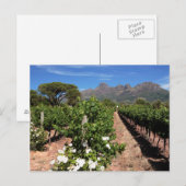 Wijnbergen uitzicht. Stellenbosch Briefkaart (Voorkant / Achterkant)