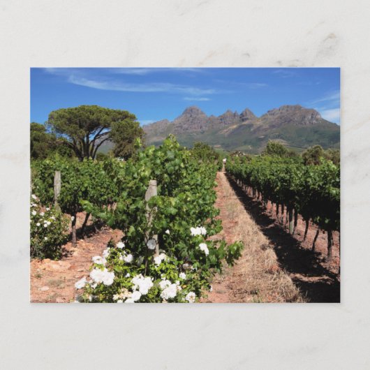 Wijnbergen uitzicht. Stellenbosch Briefkaart (Voorkant)