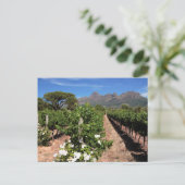 Wijnbergen uitzicht. Stellenbosch Briefkaart (Staand voorkant)