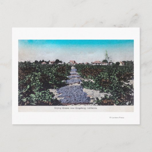 Wijnbouwschaal van druiven DryingKingsburg, CA Briefkaart (Voorkant)