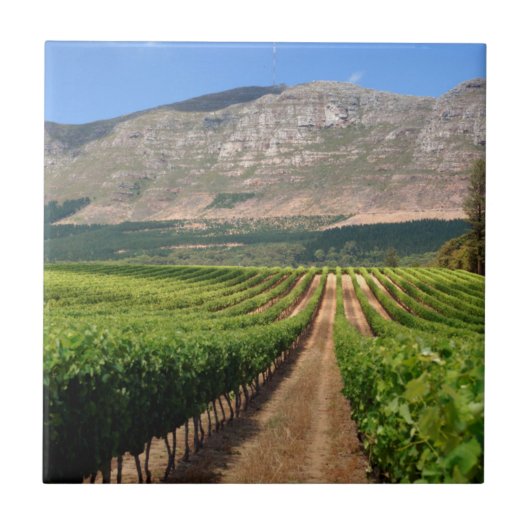 Wijnbouwwijngaarden van Groot Constantia Wine Esta Tegeltje (Voorkant)