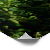 Wijnbouwwijngaarden van Groot Constantia Wine Poster (Hoek)