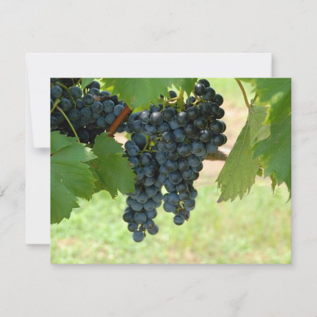 Wijndruiven (Voorkant)