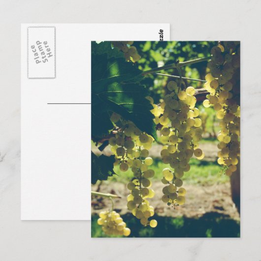  wijndruiven briefkaart (Voorkant / Achterkant)