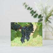 Wijndruiven Briefkaart (Staand voorkant)