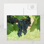 Wijndruiven Briefkaart (Voorkant / Achterkant)