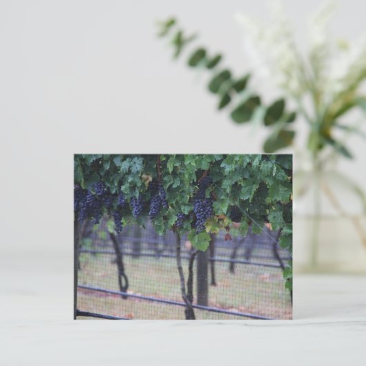 Wijndruiven Briefkaart (Staand voorkant)