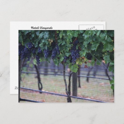Wijndruiven Briefkaart (Voorkant / Achterkant)