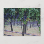 Wijndruiven Briefkaart (Voorkant)