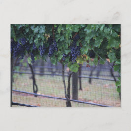 Wijndruiven Briefkaart
