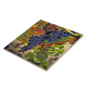 Wijndruiven en wijngaarden in het herfst tegeltje (Zijkant)