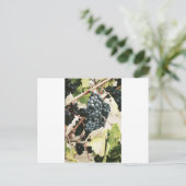 Wijndruiven op de wijnstok briefkaart (Staand voorkant)