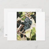 Wijndruiven op de wijnstok briefkaart (Voorkant / Achterkant)