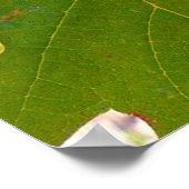 Wijndruiven Poster (Hoek)