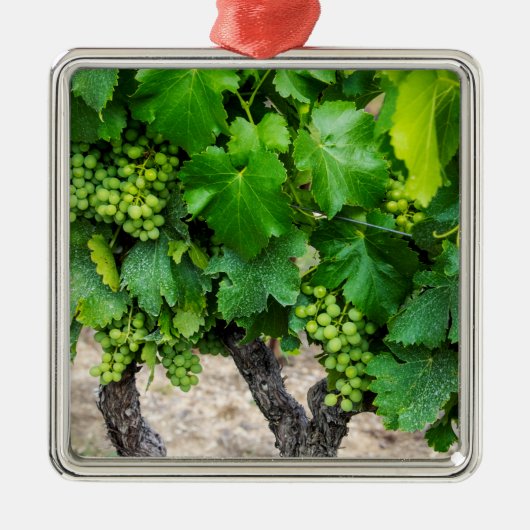Wijndruiven telen, Frankrijk Metalen Ornament (Voorkant)