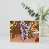 Wijndruiven uit Californië Briefkaart (Staand voorkant)