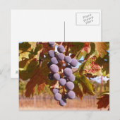 Wijndruiven uit Californië Briefkaart (Voorkant / Achterkant)