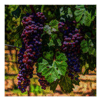 Wijndruiven van wijngaarden met wijnstok, zonnig