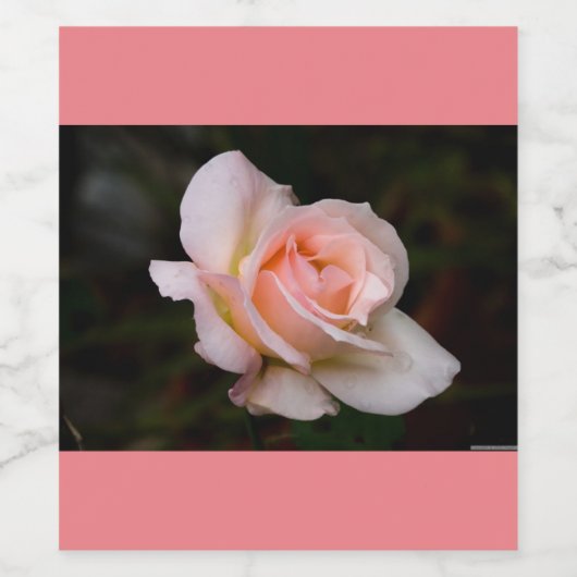 WIJNFLASETIKETTEN WIJN ETIKET (Enkel label)