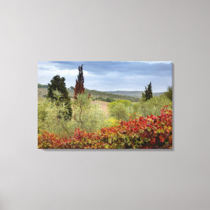 Wijngaard bij Montalcino, Toscane, Italië Canvas Afdruk