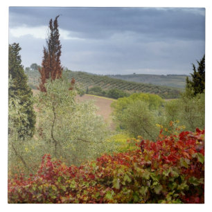 Wijngaard bij Montalcino, Toscane, Italië Tegeltje