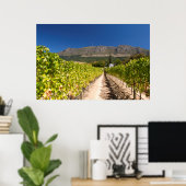 Wijngaard, Kaapstad, Westkaap, Zuid-Afrika Poster (Thuiskantoor)