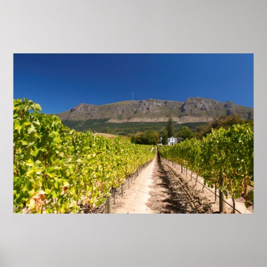 Wijngaard, Kaapstad, Westkaap, Zuid-Afrika Poster (Voorkant)
