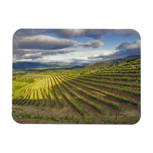 Wijngaard. Napa Valley. Napa. Napa County, Magneet