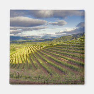 Wijngaard. Napa Valley. Napa. Napa County, Magneet